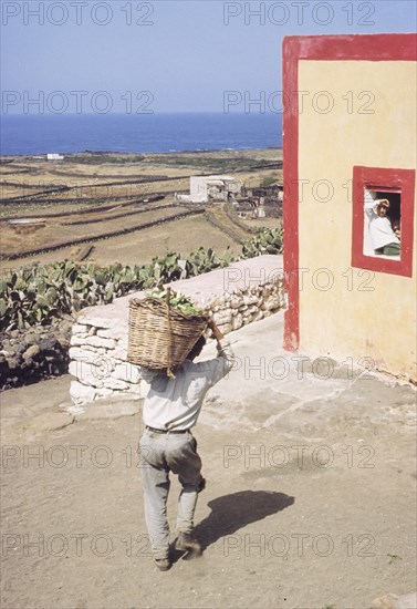 Farmer after pruning of prickly pears, linosa, italy