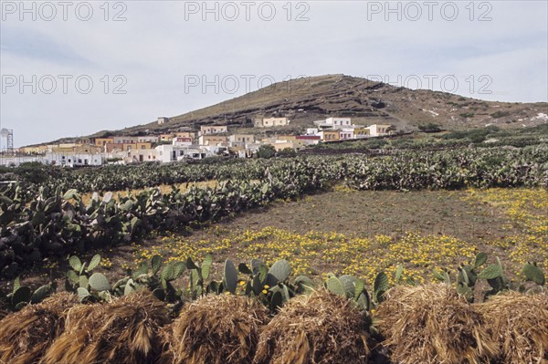 Prickly pears, linosa, italy