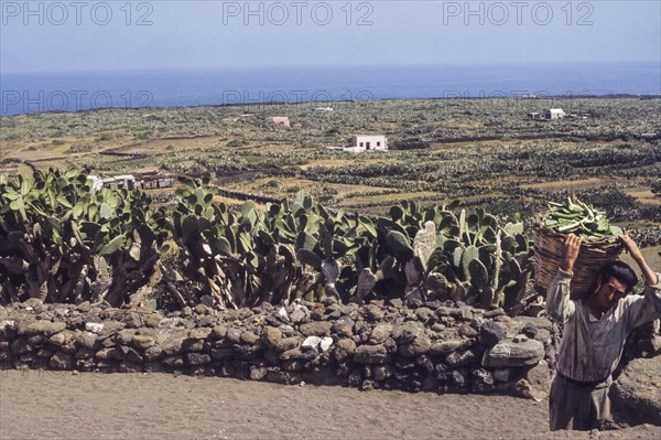 Farmer after pruning of prickly pears, linosa, italy