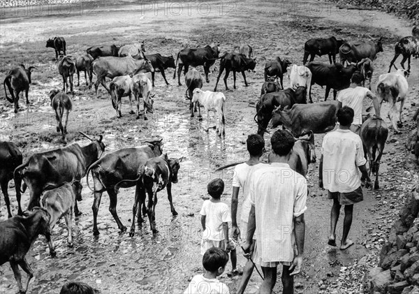 Sacred cows near bombay, india