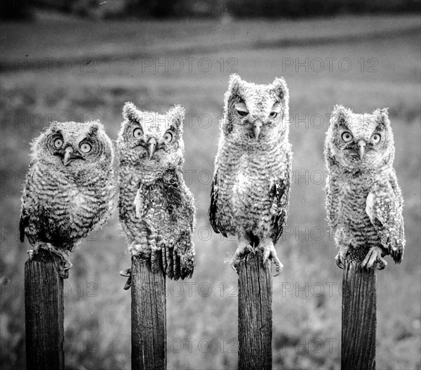 Owls