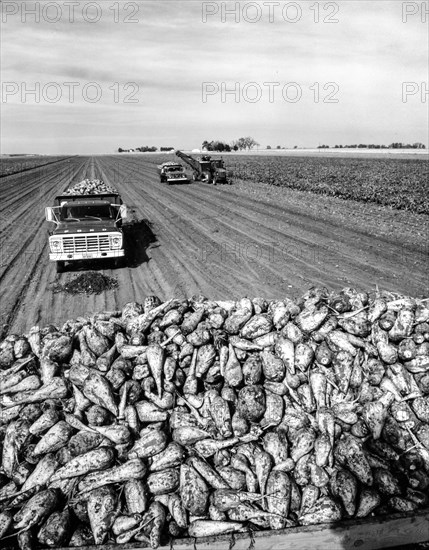 Sugar beet harvest, 70s