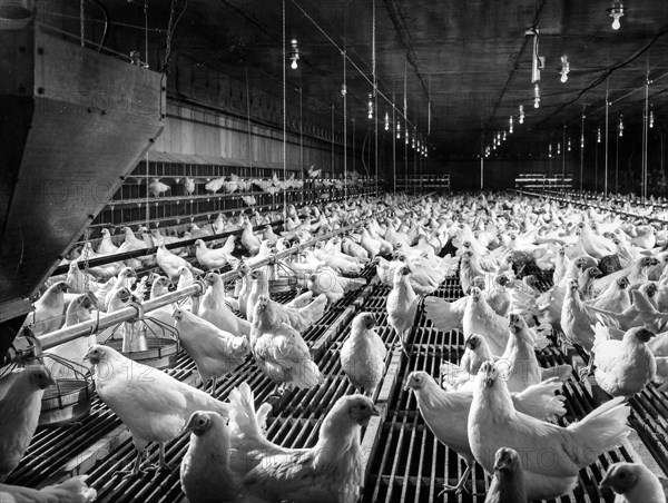 Chicken breeding, 70s