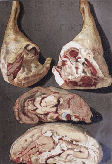 Illustration painted by marcel ronjat for the cookbook le livre de cuisine by the chef jules gouffe, 1867