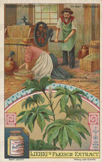 Picture series the preparation of medicinal plants
