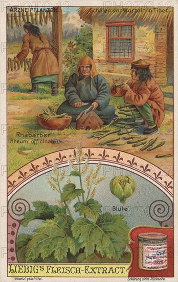 Picture series the preparation of medicinal plants