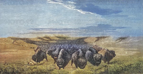 large herd of bison on Missouri prairie