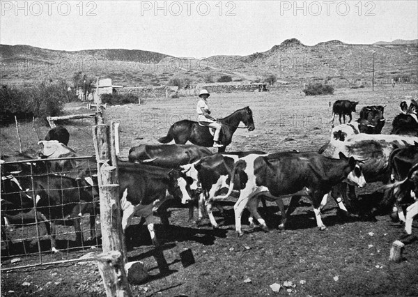 On horseback on the cattle paddock on the way