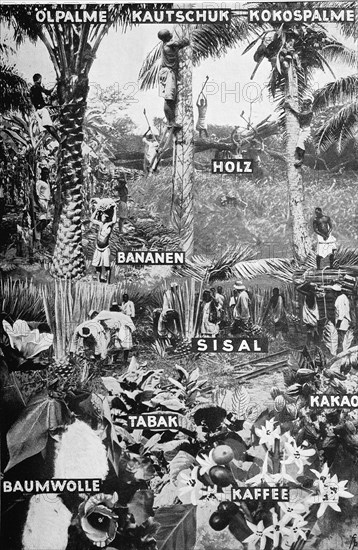 The vegetable raw materials of the German colonies