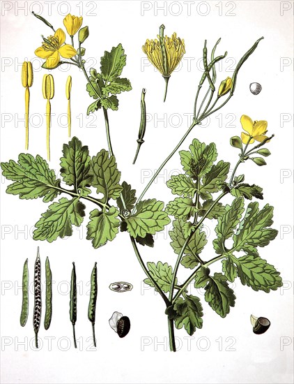 Helidonium Majus