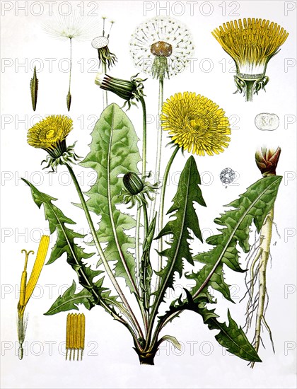 Taraxacum Officinale