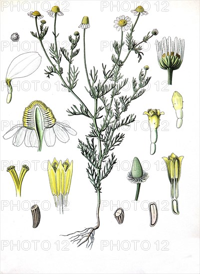 Matricaria Chamomill