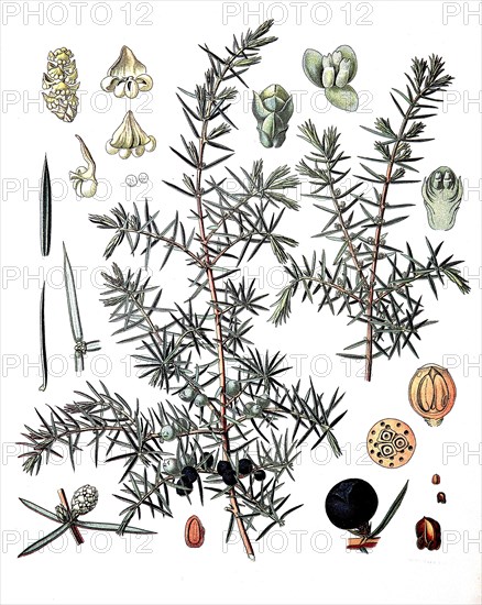 Juniperus Communis