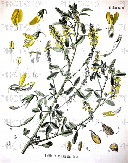 Melilotus Officinalis