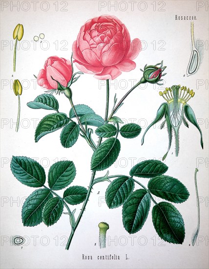 Rosa Centifolia