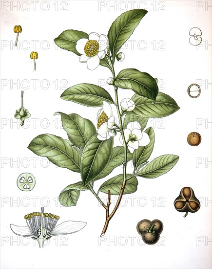 Camellia Sinensis Is A Species Of Evergreen Shrub Or Small Tree Whose Leaves And Leaf Buds Are Used To Produce Tea