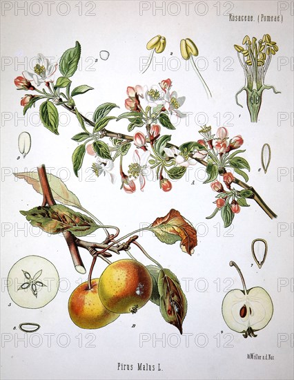 Apple Tree (Malus Pumila