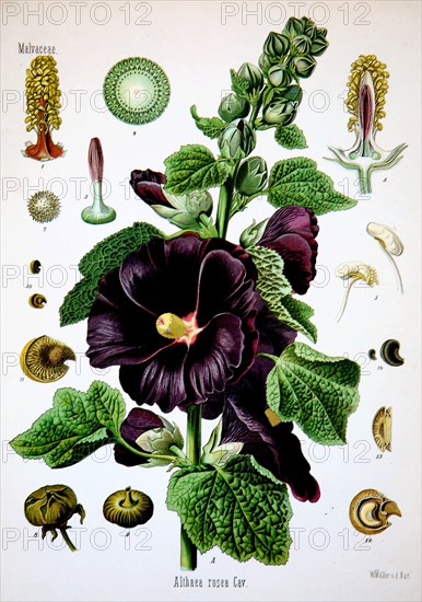 Alcea Rosea