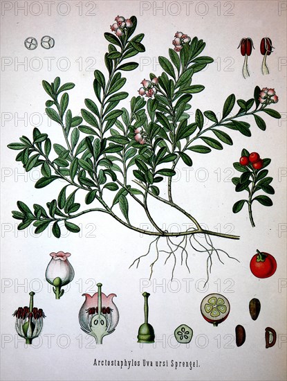 Arctostaphylos Uva-Ursi Is A Plant Species Of The Genus Arctostaphylo. Its Names Include Kinnikinnick And Pinemat Manzanita