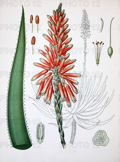 Aloe Perryi