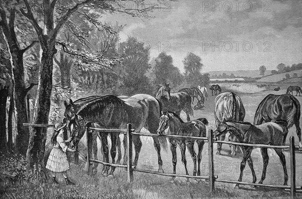 Girl Standing In Front Of A Horse Paddock With Foals