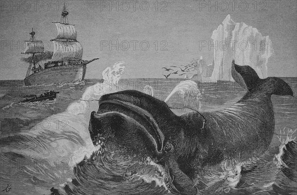 Whale Hunting In The Northern Arctic Ocean