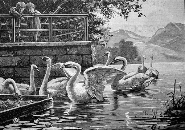Children Looking At Swans On A Lake