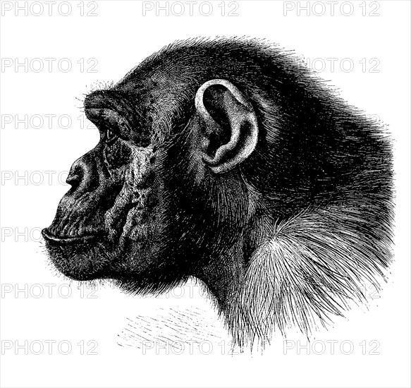 Chimpanzee