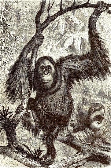 Orangutan