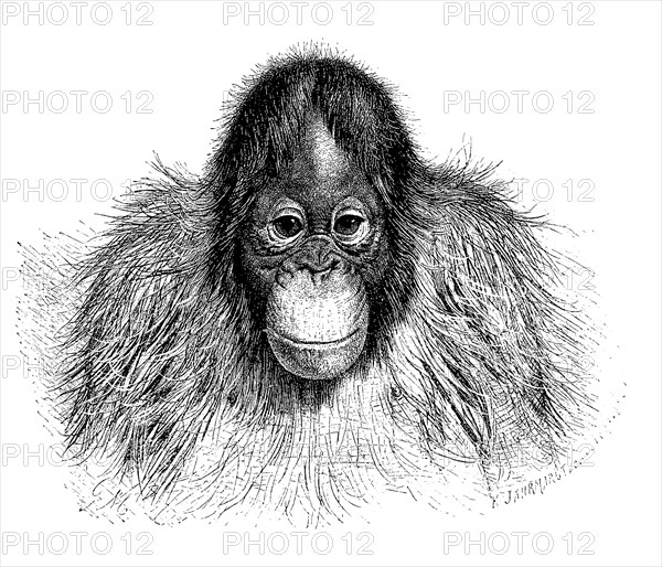 Orangutan