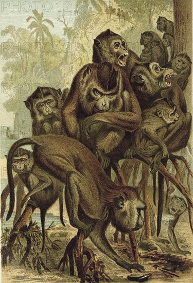 Macaque