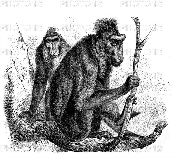 Black Baboon Or Crested Baboon