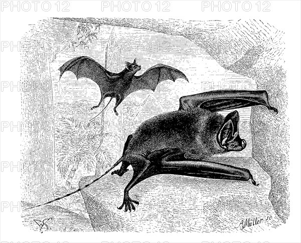 Greater Mouse-Tailed Bat