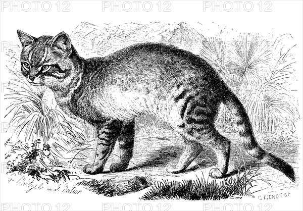 African Wild Cat Or Wild Cat