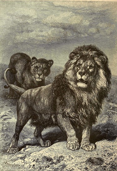 Lion