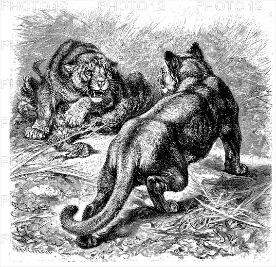Puma
