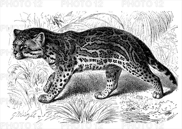 Ocelot