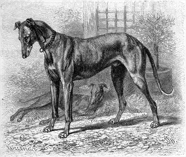 Greyhound