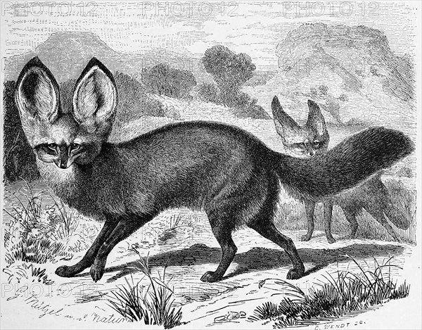 Bat-Eared Fox