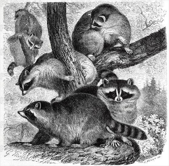 Raccoons