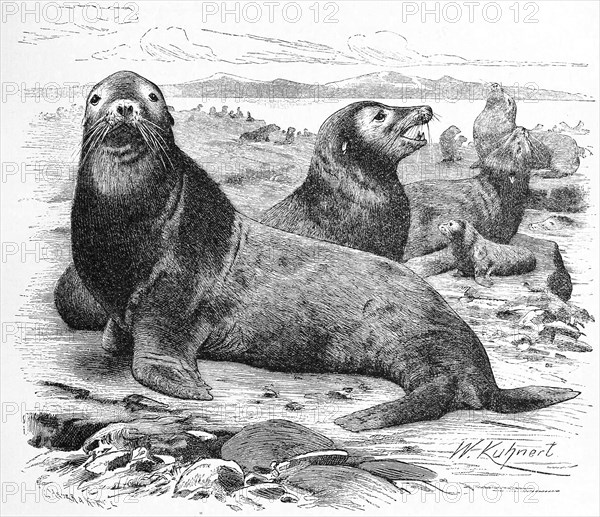 Sea Lion