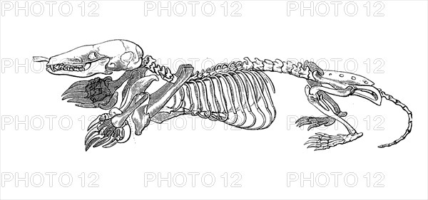 Skeleton Of The European Mole