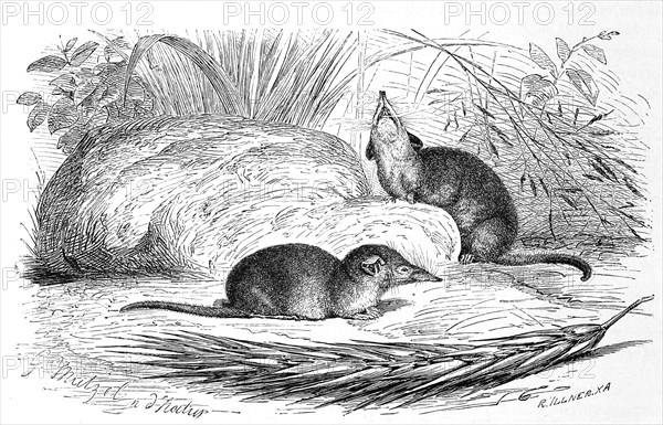 Eyelash Shrew
