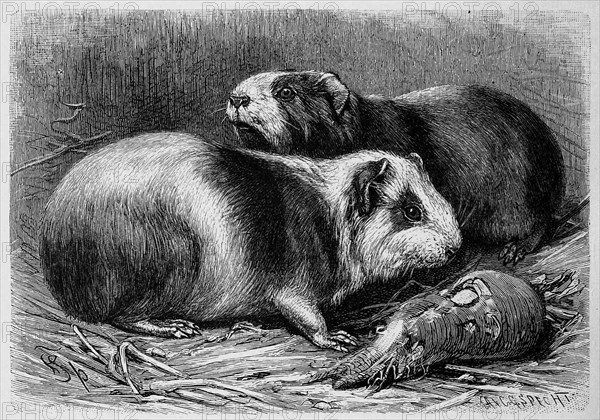 Common Guinea Pig Or Wild Guinea Pig