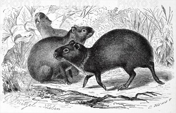 Agouti