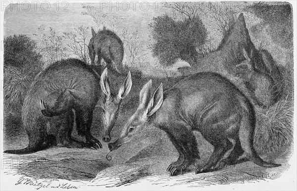 Aardvark