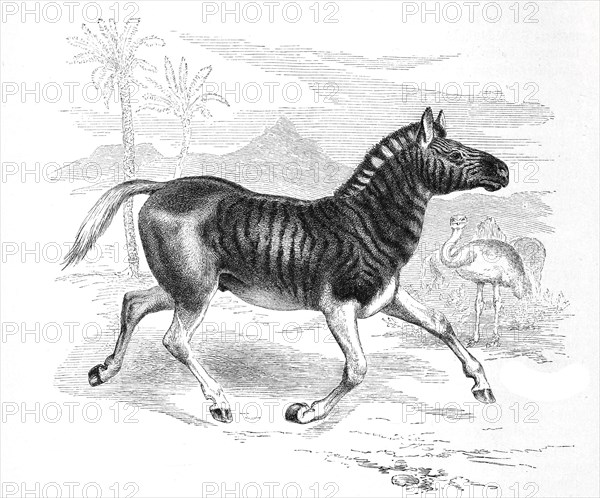 Quagga