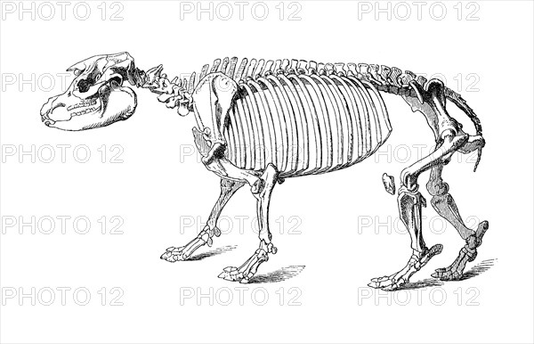 Tapir Skeleton