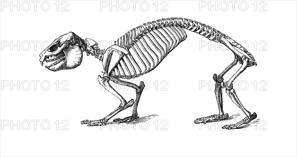 Rock Hyrax Skeleton