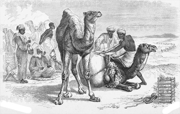 Dromedary